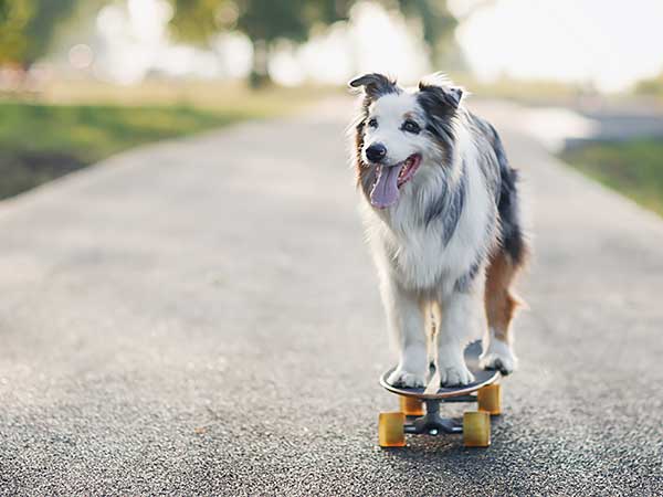 Vestibular Disease in Dogs and What It Means for Your Aussie - Photo: Blue merle Australian Shepherd standing on skateboard.