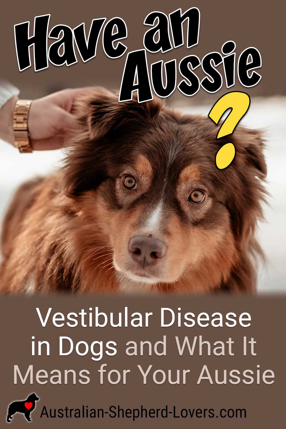 Vestibular Disease in Dogs and What It Means for Your Aussie