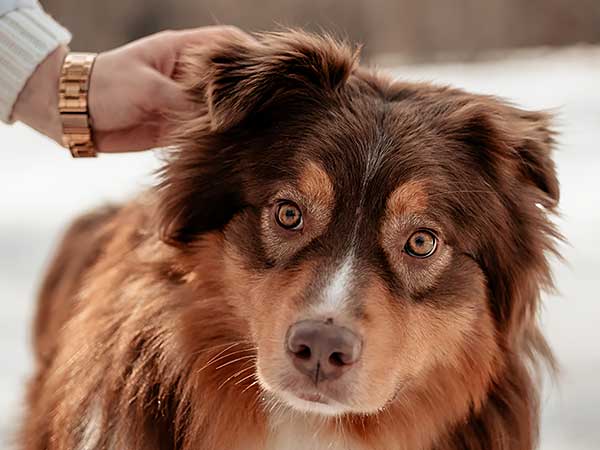 Vestibular Disease in Dogs and What It Means for Your Aussie - Photo: Lady scratching ear of red merle Australian Shepherd.