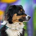 Australian Shepherd dog on colorful background.
