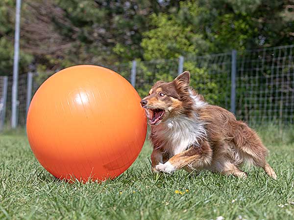 What Is an Australian Shepherd? Learn More About This Exceptional Breed - Photo: Dog playing treibball on grassy field.