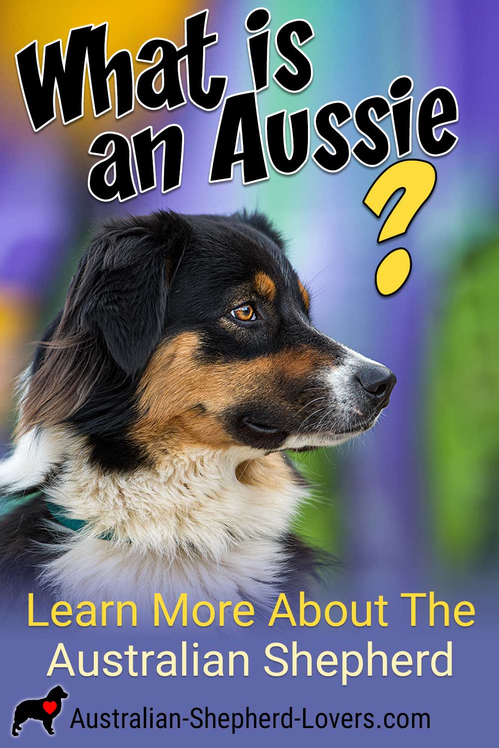 What Is an Australian Shepherd? That's a question that has surprisingly varied answers. If you are getting an Aussie or would like to learn more about this incredible breed, let's take a closer look. #australianshepherd #aussie #dogs #doggos #aussielovers