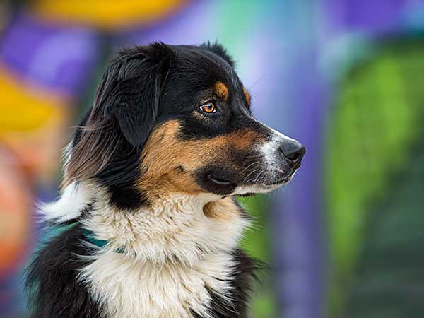 What Is an Australian Shepherd? Learn More About This Exceptional Breed - Photo: Australian Shepherd dog on colorful background.