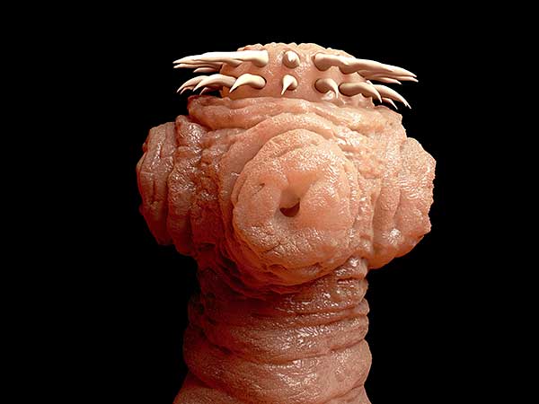 Photo for article about Worms In Dogs showing close-up of tapeworm.