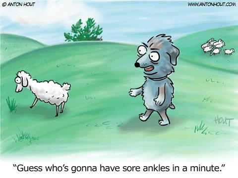Australian Shepherd Cartoon by Anton Hout