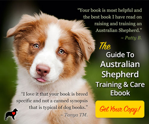 Guide To Australian Shepherd Training and Care