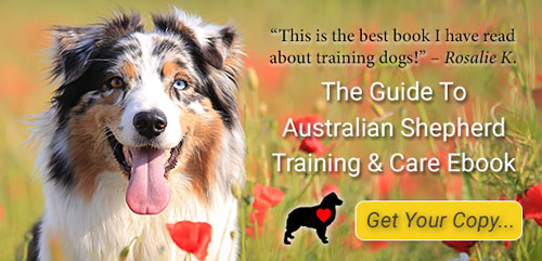 Guide To Australian Shepherd Training and Care