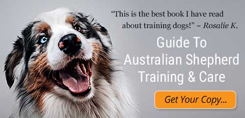 Guide To Australian Shepherd Training and Care