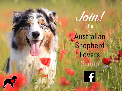 Join the Australian Shepherd Lovers Group on Facebook