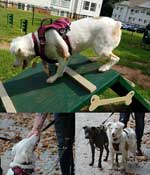 Australian Shepherd Photo of the Month