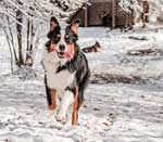 Australian Shepherd Photo of the Month