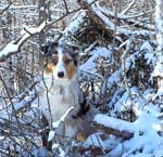 Australian Shepherd Photo of the Month