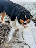 Australian Shepherd Photo of the Month