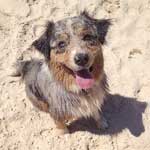 Australian Shepherd Photo of the Month