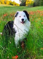 Australian Shepherd Photo of the Month