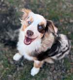 Australian Shepherd Photo of the Month
