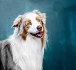 Australian Shepherd Photo of the Month