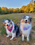 Australian Shepherd Photo of the Month