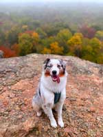 Australian Shepherd Photo of the Month