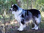 Australian Shepherd Photo of the Month