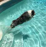 Australian Shepherd Photo of the Month