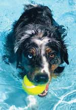 Australian Shepherd Photo of the Month