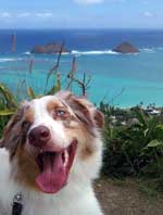 Australian Shepherd Photo of the Month