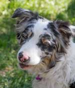 Australian

Shepherd Photo of the Month