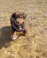 Australian Shepherd Photo of the Month