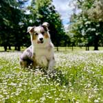Australian Shepherd
Photo of the Month