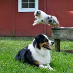 Australian Shepherd Photo of the Month