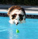 Australian Shepherd Photo of the Month