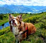 Australian Shepherd Photo of the Month