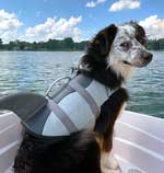Australian Shepherd Photo of the Month