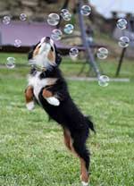 Australian Shepherd Photo of the Month