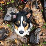 Australian Shepherd Photo of the Month
