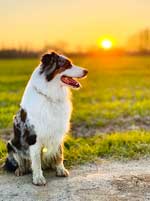 Australian Shepherd Photo of the Month