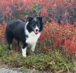 Australian Shepherd Photo of the Month