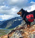 Australian Shepherd Photo of the Month