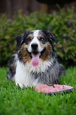 Australian Shepherd Photo of the Month