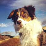 Australian Shepherd Photo of the Month