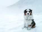 Australian Shepherd Photo of the Month