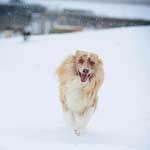 Australian Shepherd Photo of the Month