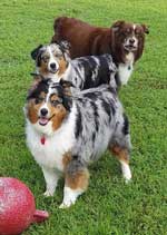Australian Shepherd

Photo of the Month