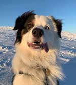 Australian Shepherd Photo of the Month