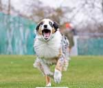 Australian Shepherd

Photo of the Month