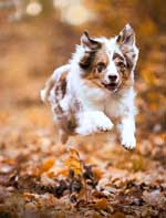 Australian Shepherd Photo of the Month