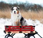 Australian Shepherd Photo of the Month