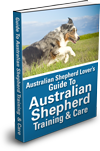 Guide To Australian Shepherd Training & Care