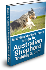 Ultimate Guide To Australian Shepherd Training & Care